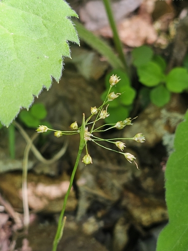 Luzula acuminata, photograph 6