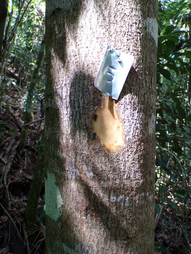 Stryphnodendron polyphyllum