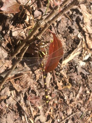 Cordulegaster bilineata