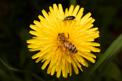 Abeja