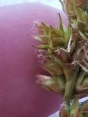 Carex leavenworthii