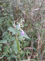 Salvia pallida
