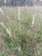 Bothriochloa laguroides, photograph (c) Patricio Cowper Coles, some rights reserved (CC BY)