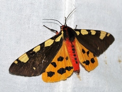 Arctia matronula
