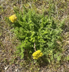 Lomatium grayi