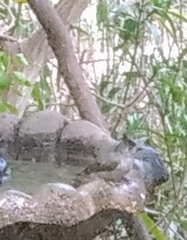 Baeolophus atricristatus