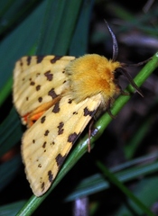 Diacrisia purpurata