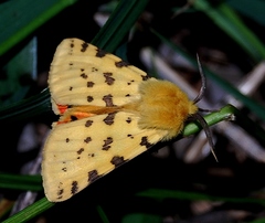 Diacrisia purpurata