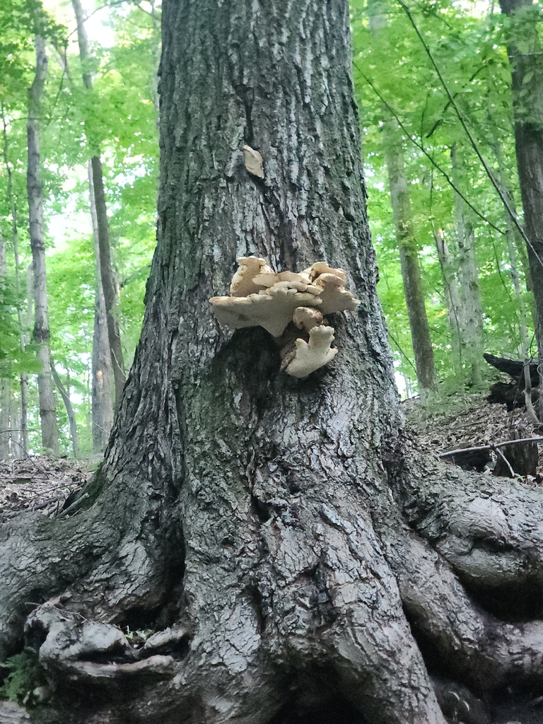 Dryad's Saddle · June 2026 · photo: Photo: (c) Price Foster, some rights reserved (CC BY) · iNaturalist