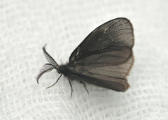 Cryptothelea gloverii