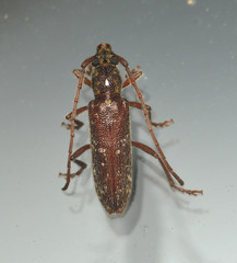 Anelaphus niveivestitus