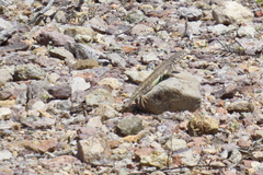 Callisaurus draconoides ventralis