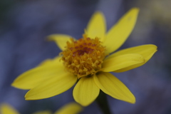 Packera hyperborealis