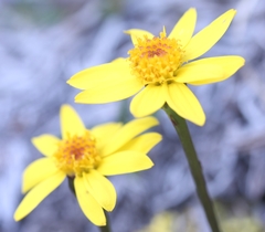 Packera hyperborealis