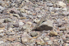 Callisaurus draconoides ventralis