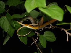 Mayan Golden-Backed Snake photo 2