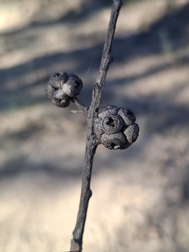 Eucalyptus agglomerata observed 2026-06-07