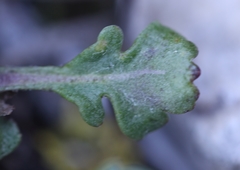 Packera hyperborealis