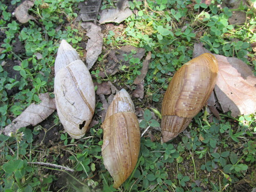 Euglandina vanuxemensis