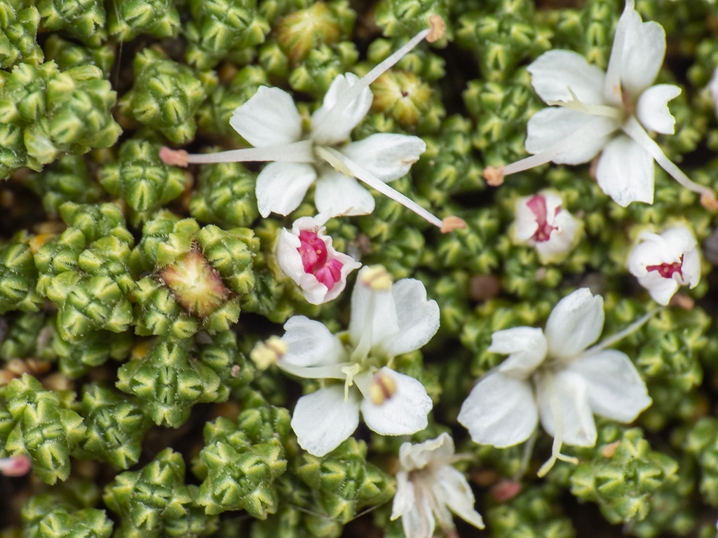 Frankenia triandra