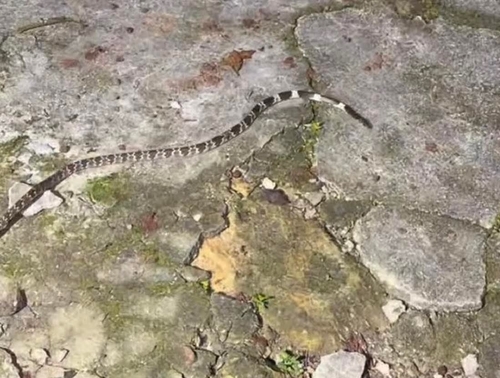 Lycodon ruhstrati abditus