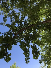 Ginkgo biloba