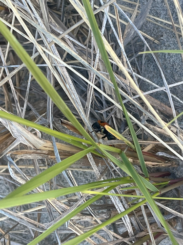 Margined Sexton Beetle