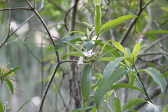 Tabernaemontana catharinensis