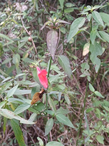 Dicliptera squarrosa, photograph 2