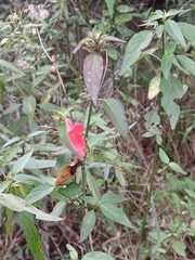 Dicliptera squarrosa, photograph (c) Patricio Cowper Coles, some rights reserved (CC BY)