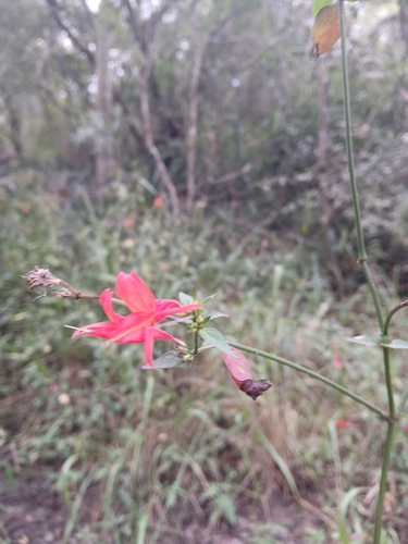 Dicliptera squarrosa, photograph 3