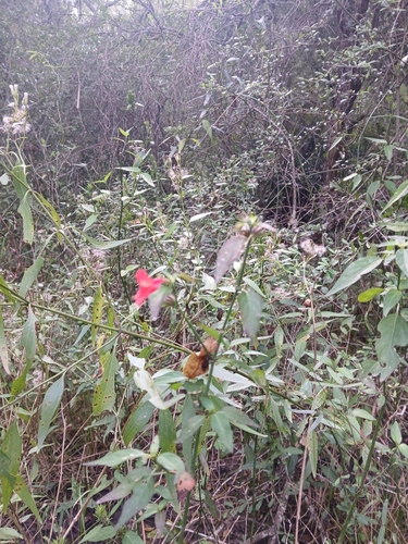 Dicliptera squarrosa, photograph 4