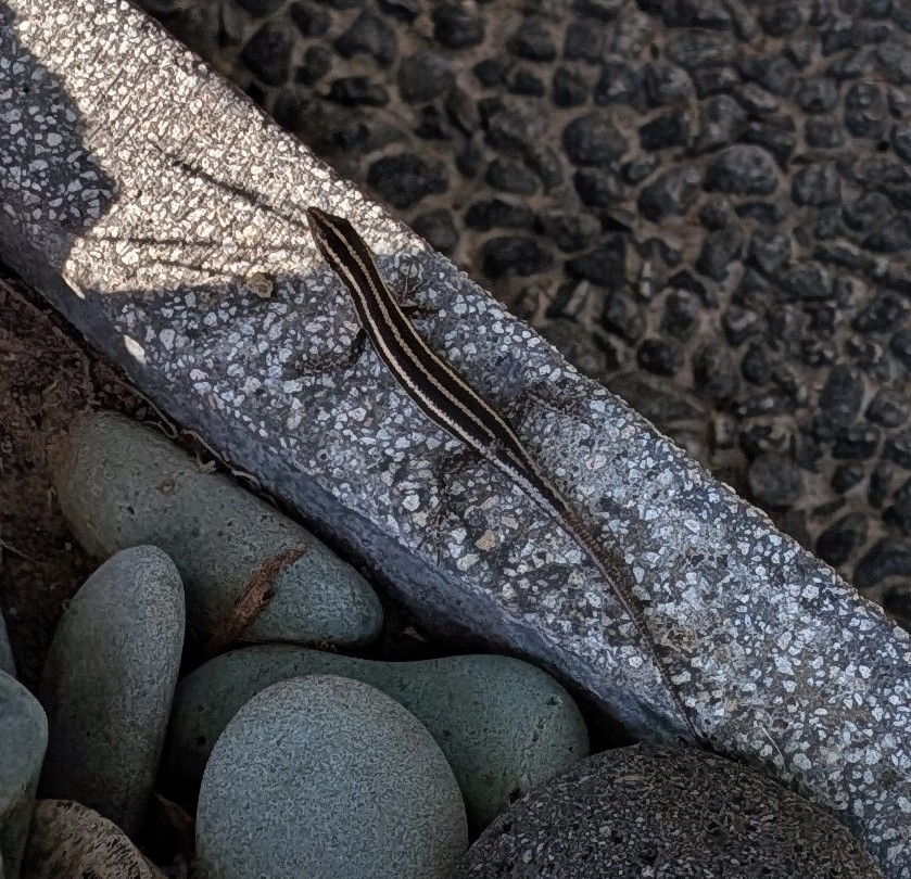 Blue-tailed Snake-eyed Skink (Cryptoblepharus renschi)