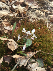 Cardamine douglassii