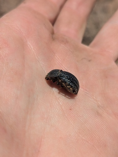 Philolithus sordidus