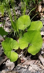 Asarum canadense reflexum