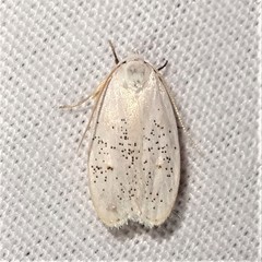 Durrantia piperatella