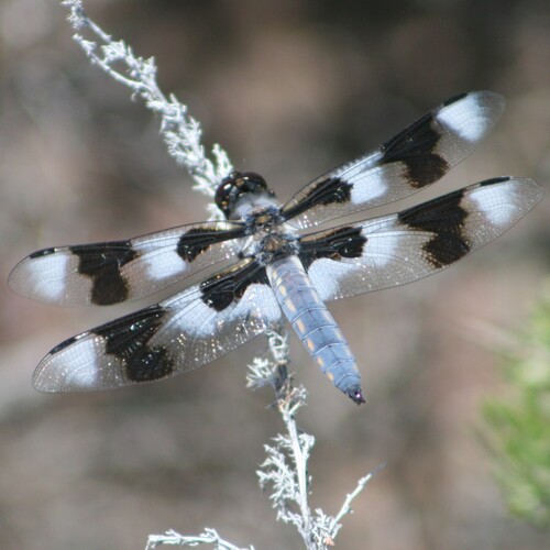 Eight-spotted Skimmer