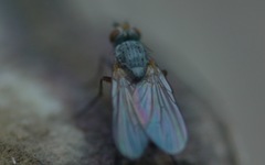 Diptera