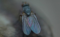 Diptera