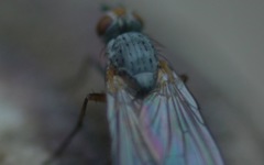Diptera