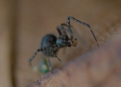 Theridiidae