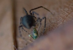 Theridiidae