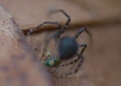 Theridiidae
