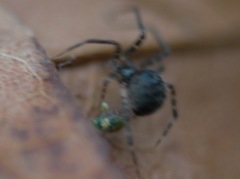 Theridiidae
