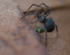 Theridiidae