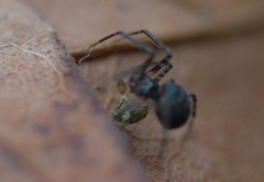 Theridiidae