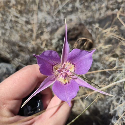 Sagebrush Mariposa Lily