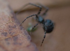 Theridiidae