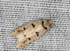 Scatochresis episema